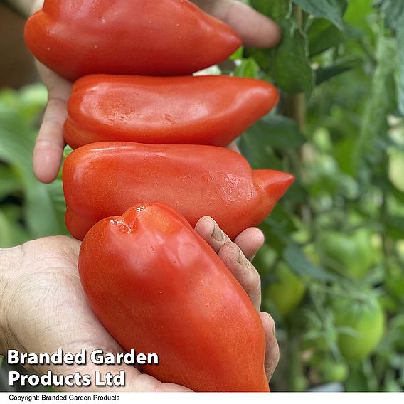 Tomato 'Bellandine'