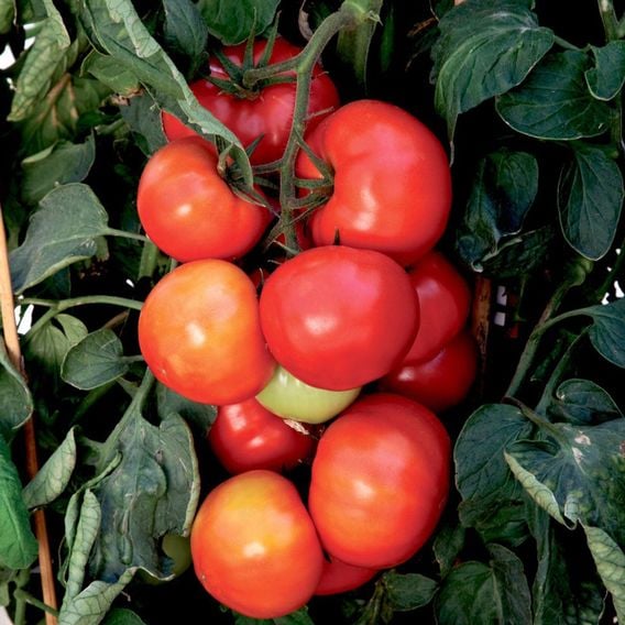 Tomato 'Big League' (Determinate) F1 - Seeds