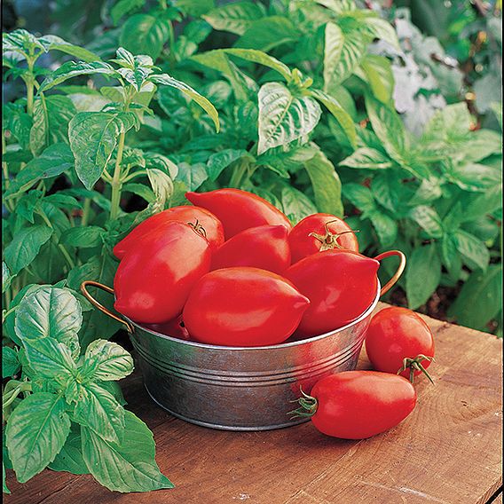 Tomato 'Big Mama' F1 - Seeds