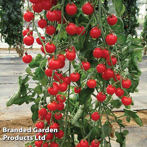 Tomato Bite Size - Seeds