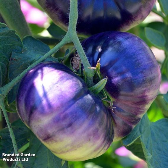 Tomato 'Blue Beauty' (Heirloom Beefsteak)