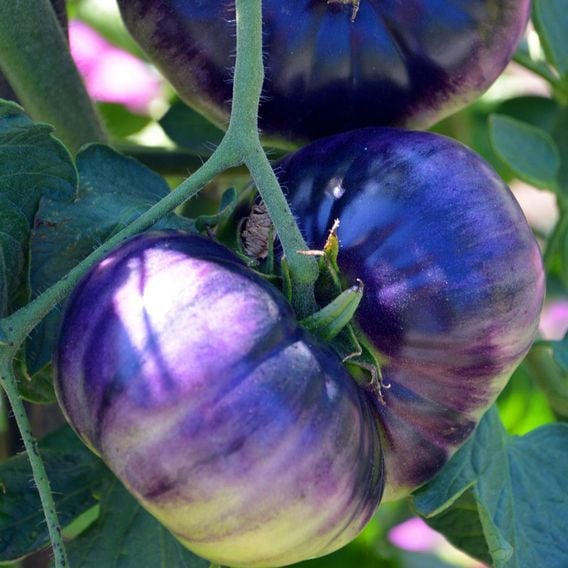Tomato 'Blue Beauty' - Heirloom Tomato Seeds