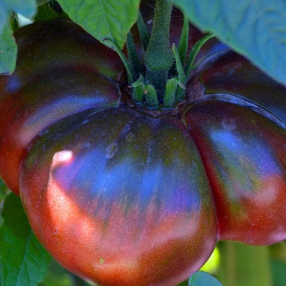 Tomato 'Blue Beauty' - Heirloom Tomato Seeds