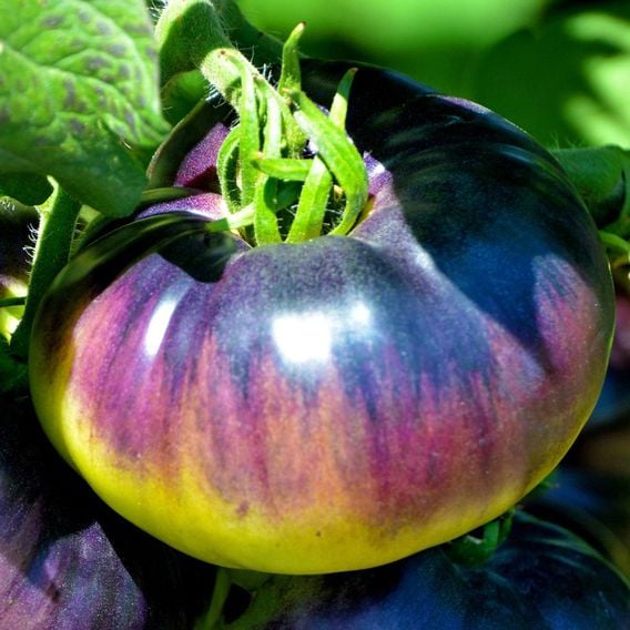 Tomato 'Blue Beauty' - Heirloom Tomato Seeds