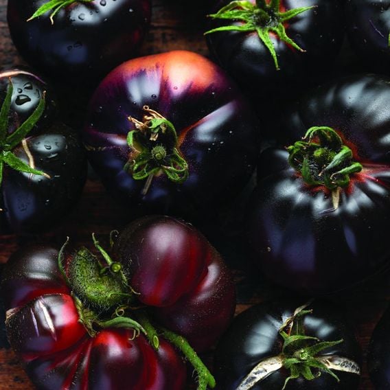 Tomato 'Blue Beauty' - Heirloom Tomato Seeds