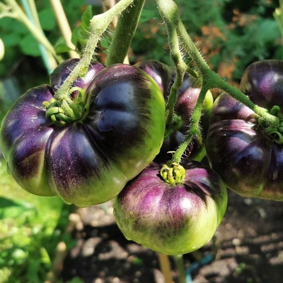 Tomato 'Blue Beauty' - Heirloom Tomato Seeds