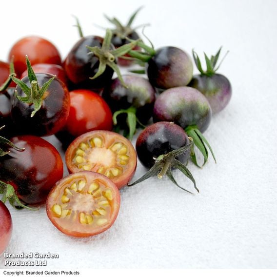 Tomato 'Blue Berries' (Heirloom Cherry)