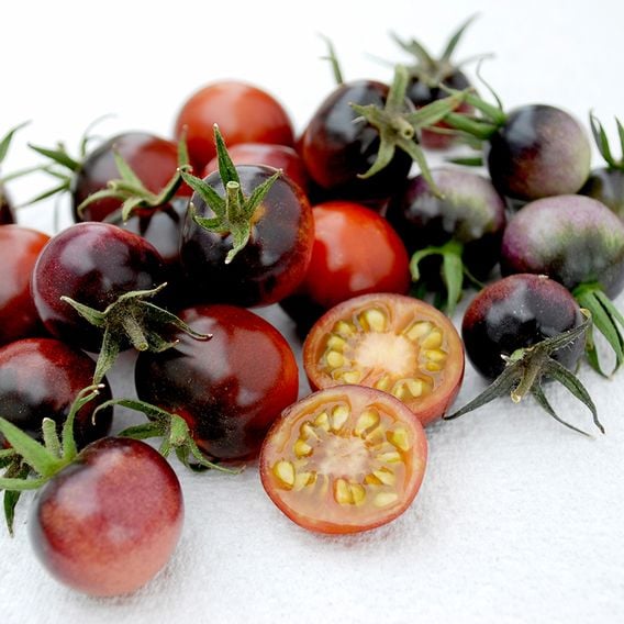 Tomato 'Blue Berries' - Heirloom Tomato Seeds