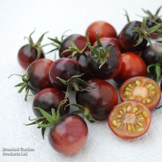 Tomato 'Blue Berries' (Heirloom Cherry)