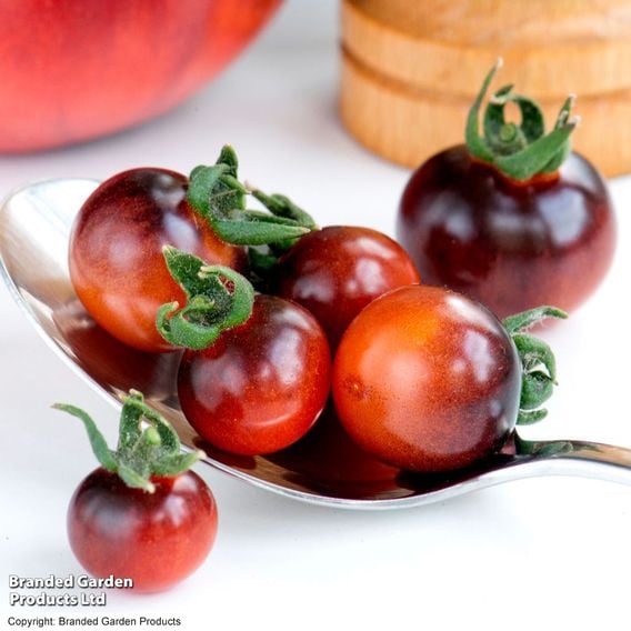 Tomato 'Blue Berries' (Heirloom Cherry)