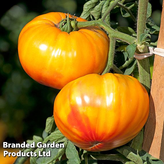 Tomato Buffalosun F1 - Seeds