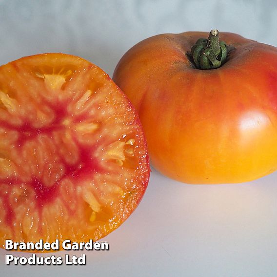 Tomato Buffalosun F1 - Seeds
