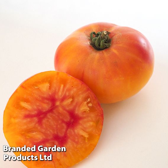 Tomato Buffalosun F1 - Seeds