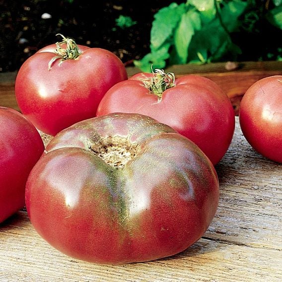 Tomato 'Cherokee Purple' - Heirloom Tomato Seeds