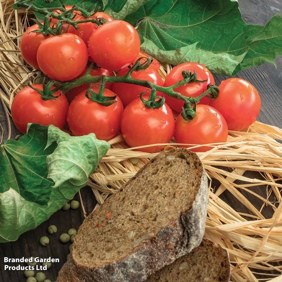 Tomato 'Cherry Blast'