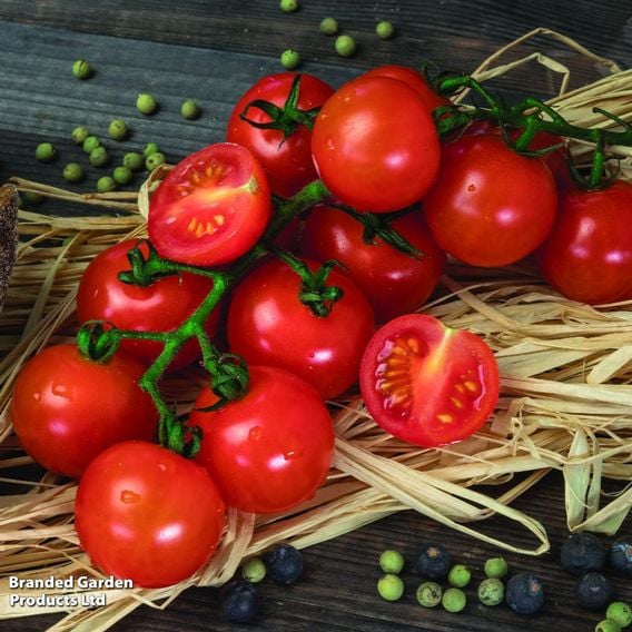 Tomato 'Cherry Blast'
