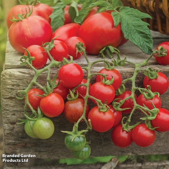 Tomato 'Cherry Blast'