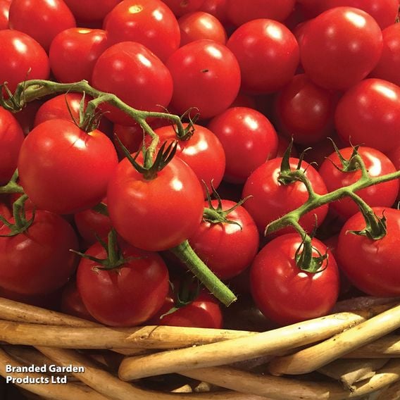 Tomato 'Cherry Blast'