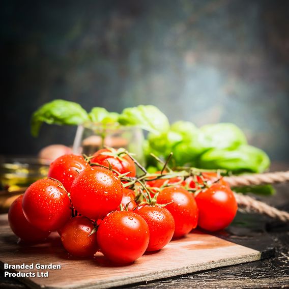 Tomato Crimson Trio (Grafted)