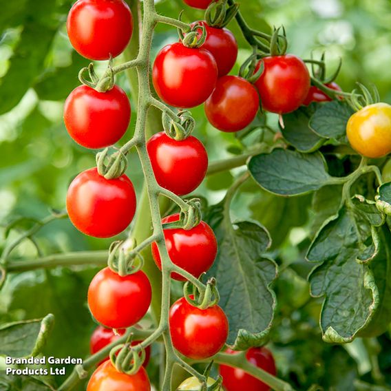 Tomato Crimson Trio (Grafted)