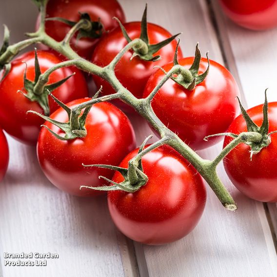 Tomato 'Crimson Cherry F1 (Cordon)' - Seeds