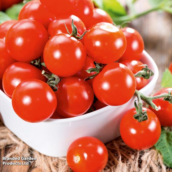 Tomato 'Crimson Cherry F1 (Cordon)' - Seeds