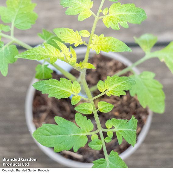 Tomato 'Crimson Cherry F1 (Cordon)' - Seeds