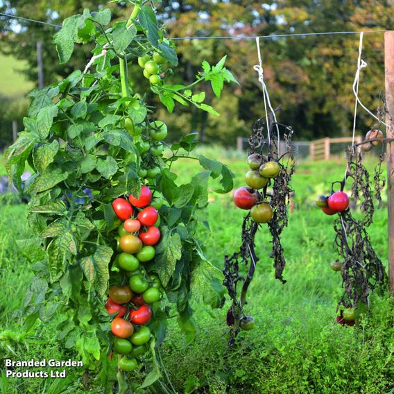 Tomato F1 'Crimson Crush (Indeterminate)' - Seeds