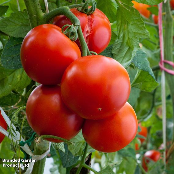 Tomato F1 'Crimson Crush (Indeterminate)' - Seeds