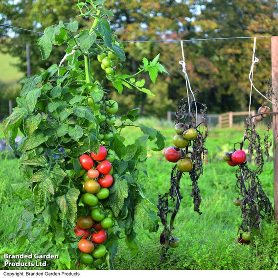 Tomato F1 'Crimson Crush (Indeterminate)' - Seeds