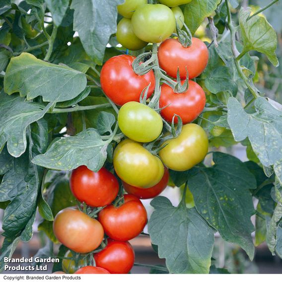 Tomato F1 'Crimson Crush (Indeterminate)' - Seeds