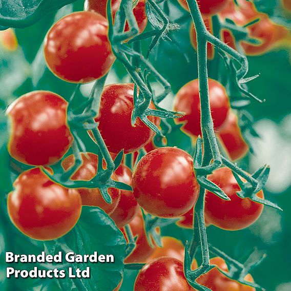 Tomato 'Crokini' F1 - Seeds