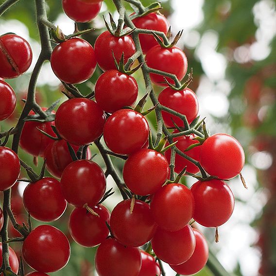 Tomato 'Crokini' F1 - Seeds