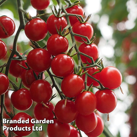 Tomato 'Crokini' F1 - Seeds