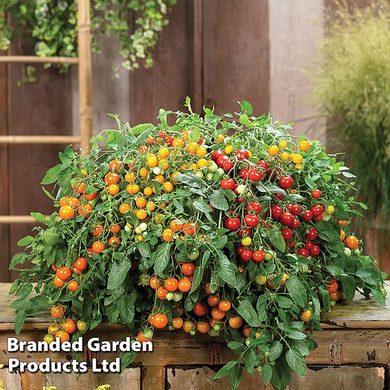 Tomato 'Rainbow Drops Mix' F1 - Seeds