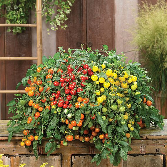 Tomato 'Rainbow Drops Mix' F1 - Seeds