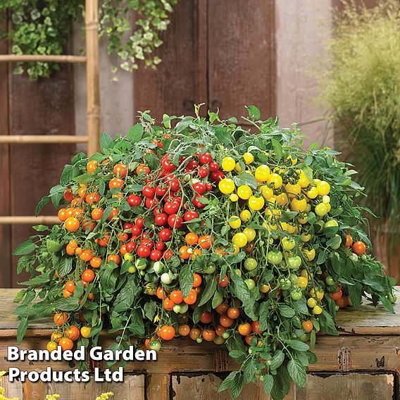 Tomato 'Rainbow Drops Mix' F1 - Seeds