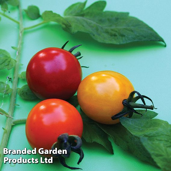 Tomato 'Rainbow Drops Mix' F1 - Seeds