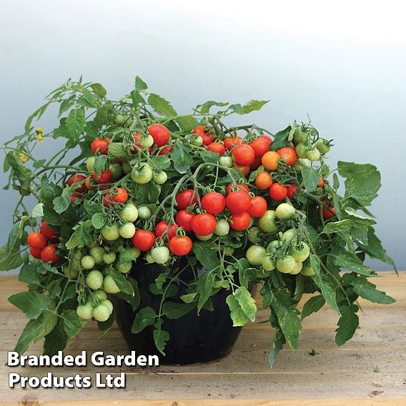 Tomato 'Rainbow Drops Mix' F1 - Seeds