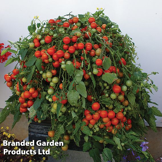 Tomato 'Rainbow Drops Red'