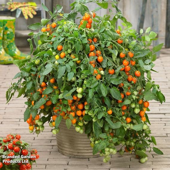 Tomato 'Double Love Orange'