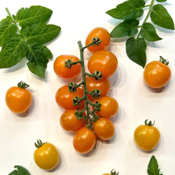 Tomato 'Double Love Orange'