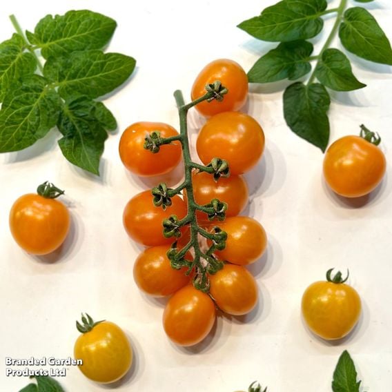Tomato 'Double Love Orange'