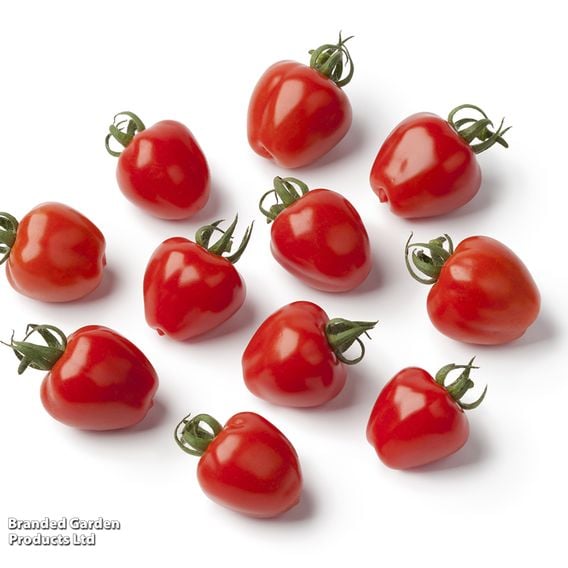 Tomato 'Fraise' (Heirloom Plum)