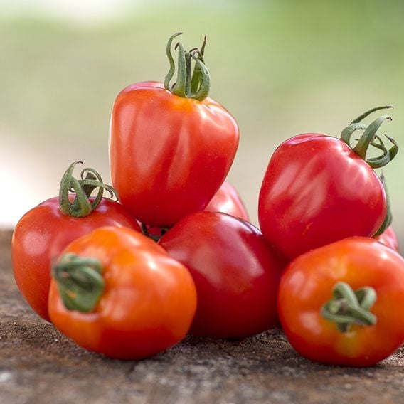 Tomato 'Fraise' (Heirloom Plum)