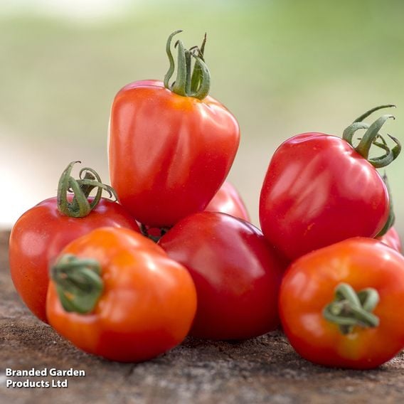 Tomato 'Fraise' (Heirloom Plum)