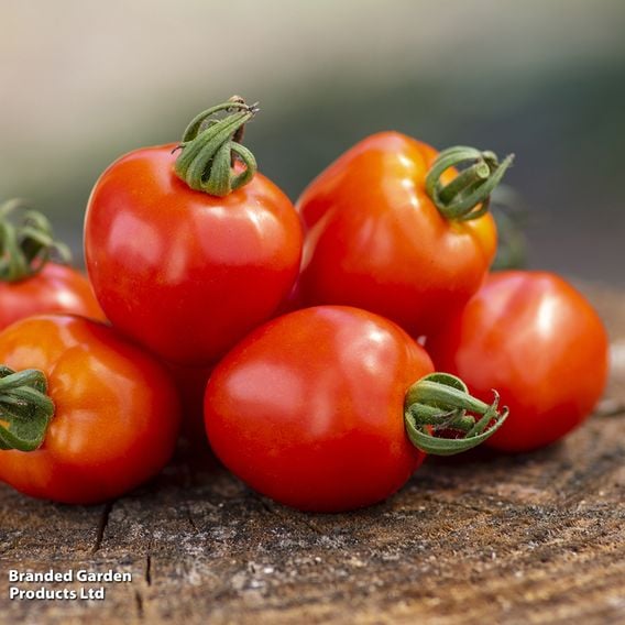 Tomato 'Fraise' (Heirloom Plum)