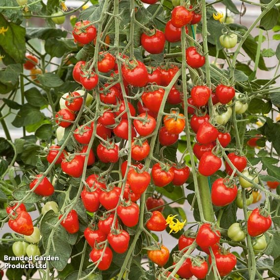 Tomato 'Fraise' (Heirloom Plum)