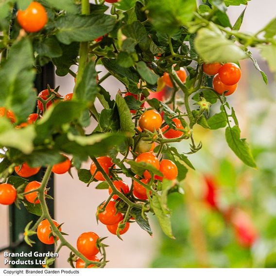 Tomato 'Freefall Orange'