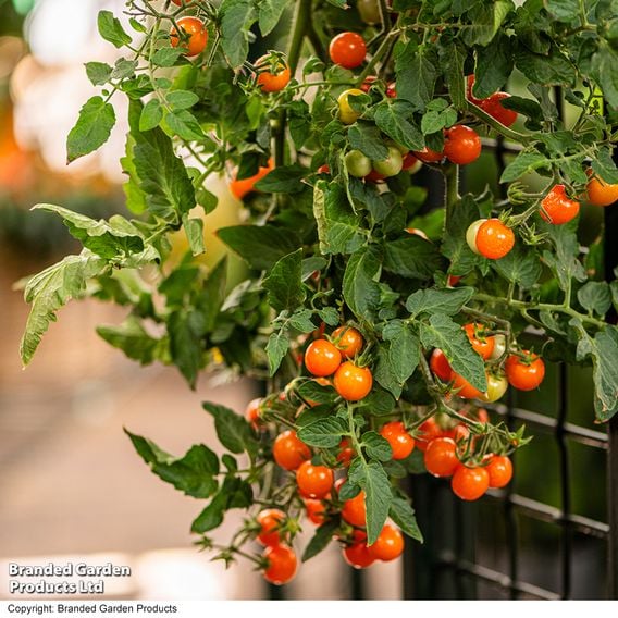 Tomato 'Freefall Orange'